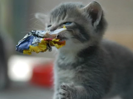 A playful kitten holding a piece of crumpled colorful paper, captured in high definition. This adorable image serves as an HD desktop wallpaper and background.