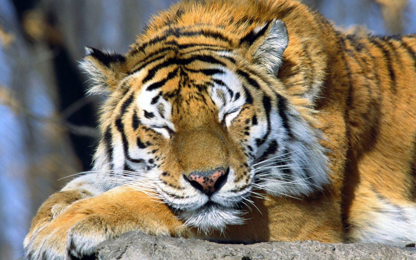 Tranquil Tiger — HD Wildlife Wallpaper | 1680x1050 | Wallpaper Abyss