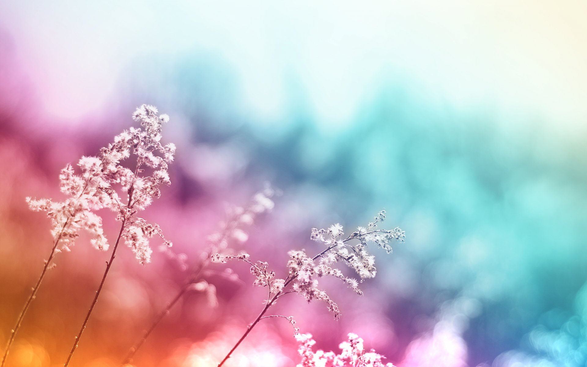 HD PC desktop wallpaper featuring delicate plants against a vibrant, softly blurred background with pink, blue, and yellow hues in a nature-inspired composition.