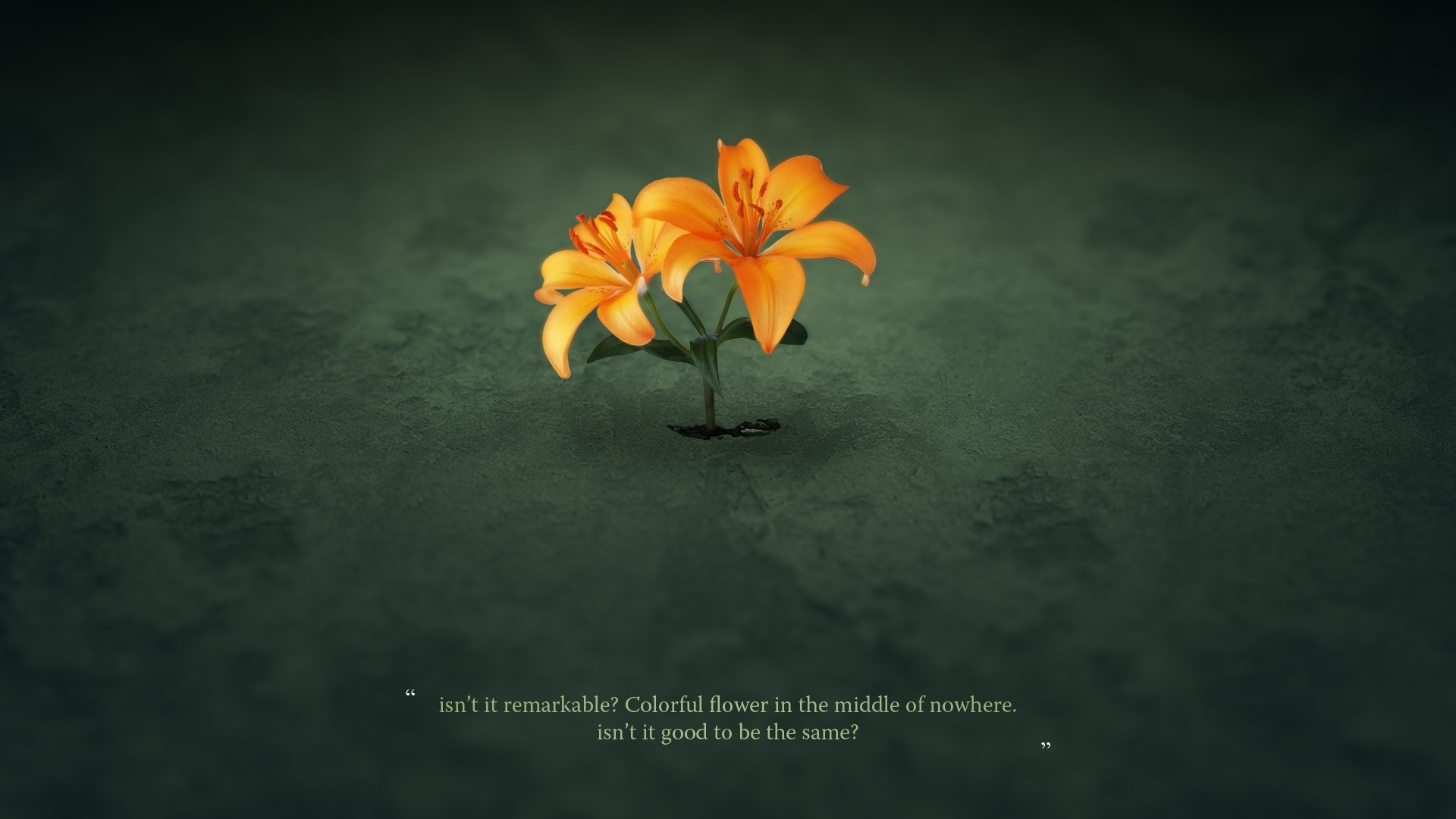 Download Lily Artistic Flower HD Wallpaper