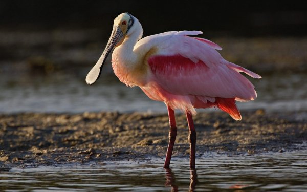 Animal Roseate Spoonbill Birds Ibises Spoonbill Bird Pink Water HD Wallpaper | Background Image
