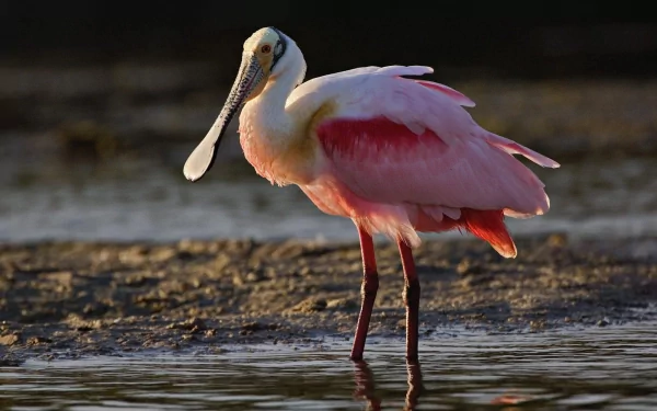 water pink bird spoonbill Animal roseate spoonbill HD Desktop Wallpaper | Background Image