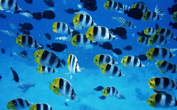HD PC desktop wallpaper showing a vibrant school of butterflyfish swimming in clear blue water, highlighting their distinct yellow, white, and black markings.