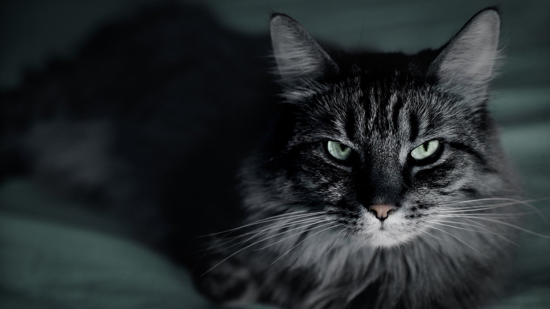 HD desktop wallpaper featuring a close-up of a gray tabby cat with striking green eyes against a dark, blurred background.