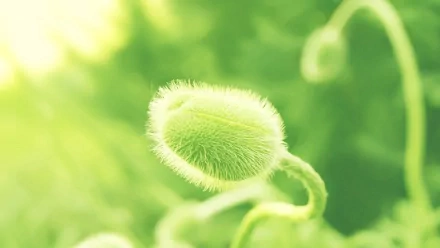 nature plant HD Desktop Wallpaper | Background Image