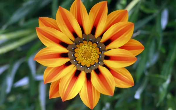 HD desktop wallpaper showing a vibrant orange gazania flower with sharp petals against a natural green blurred background.