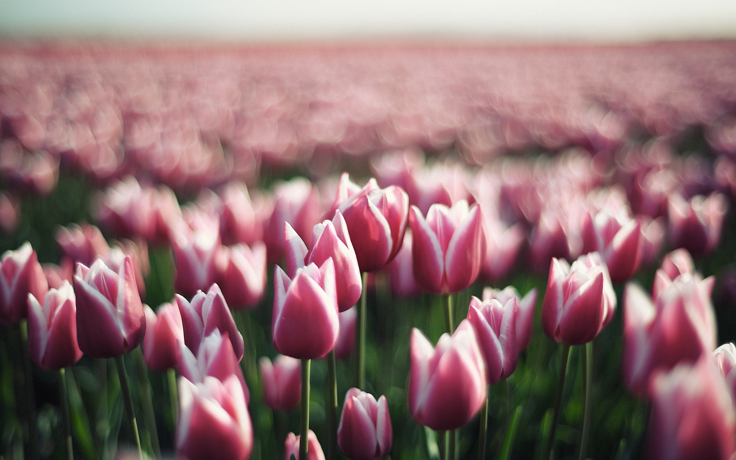Download Flower Nature Tulip HD Wallpaper
