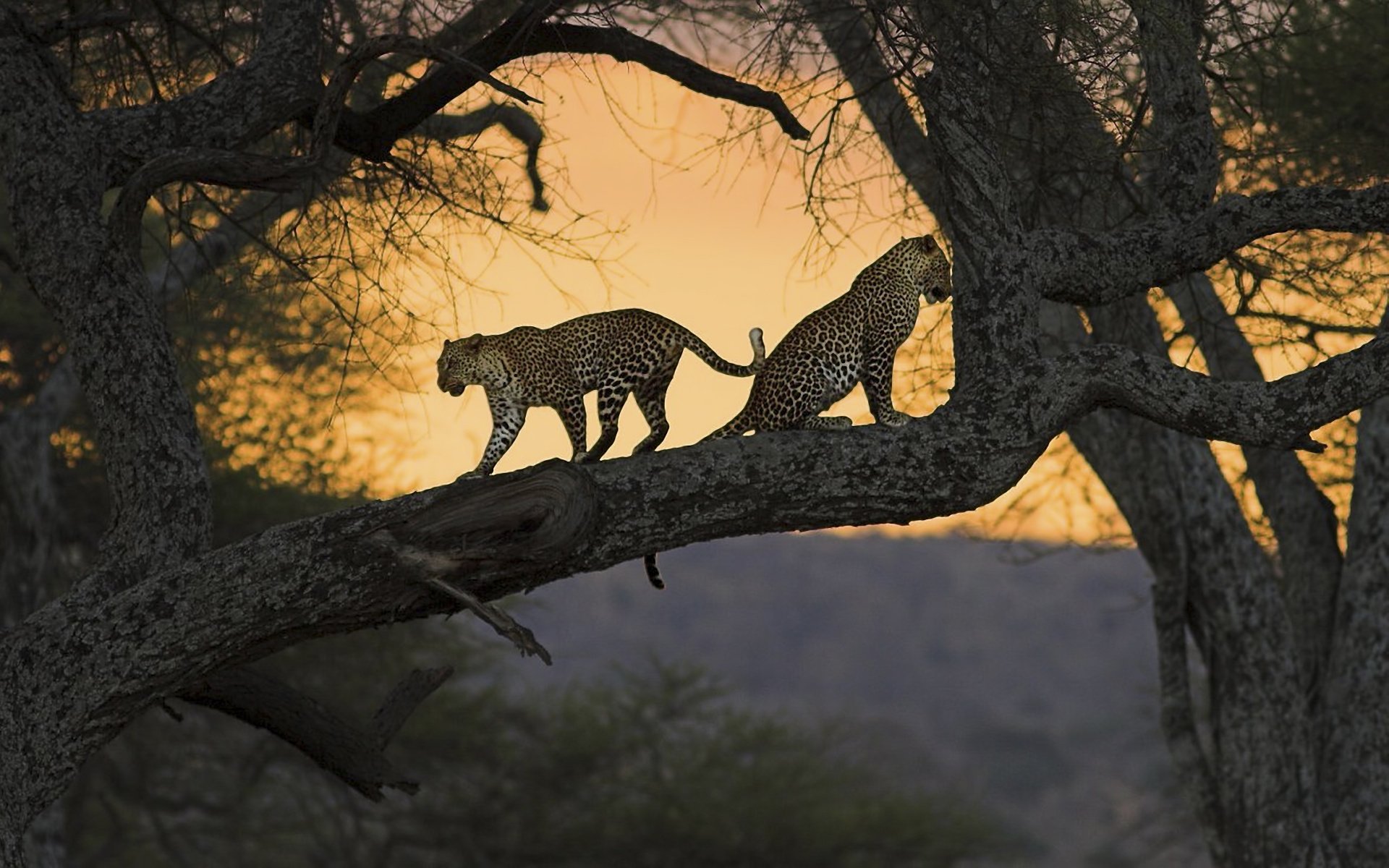 Дикая природа сообщение. Леопард в саванне. Леопард Саванна Кения. Африка Саванна гепард. Дикая природа.