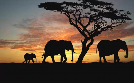 Silhouettes of three African bush elephants and a lonely tree against a vibrant sunset in Africa. HD desktop wallpaper and background.