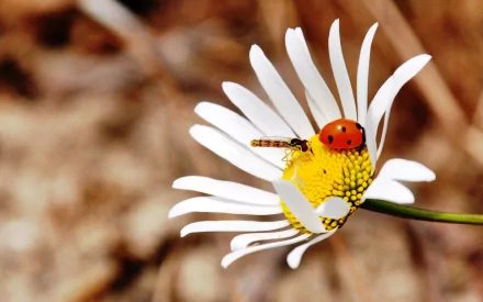 Animal ladybug HD Desktop Wallpaper | Background Image