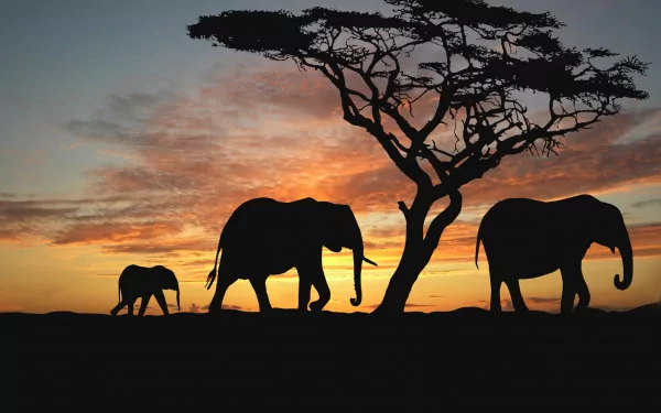 Silhouettes of three African bush elephants and a lonely tree against a vibrant sunset in Africa. HD desktop wallpaper and background.
