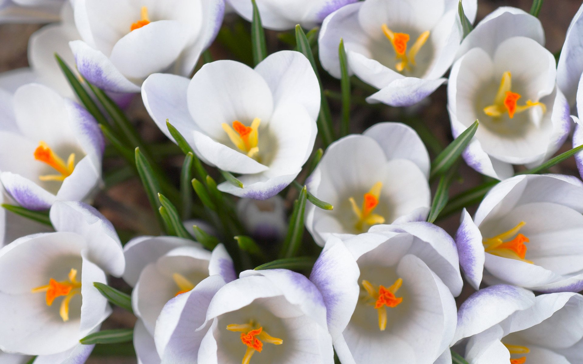 Download White Flower Flower Nature Crocus HD Wallpaper