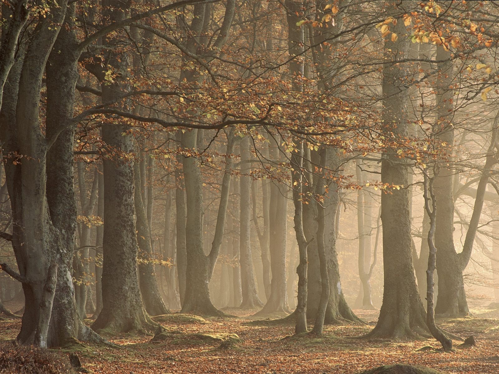 A serene forest scene featuring tall trees with autumn leaves, enveloped in a gentle mist, creating a tranquil atmosphere for an HD desktop wallpaper.