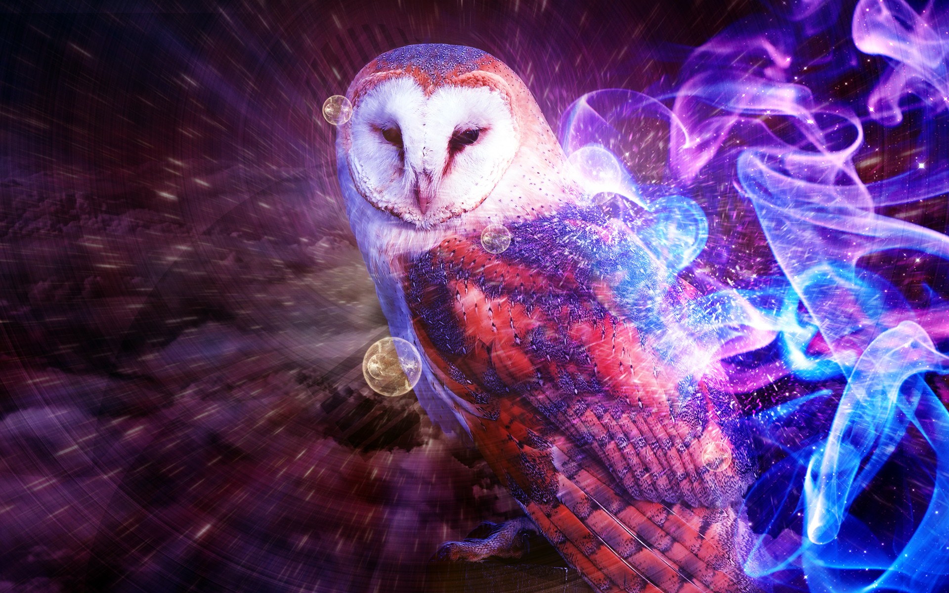 Animal Barn owl HD Wallpaper | Background Image