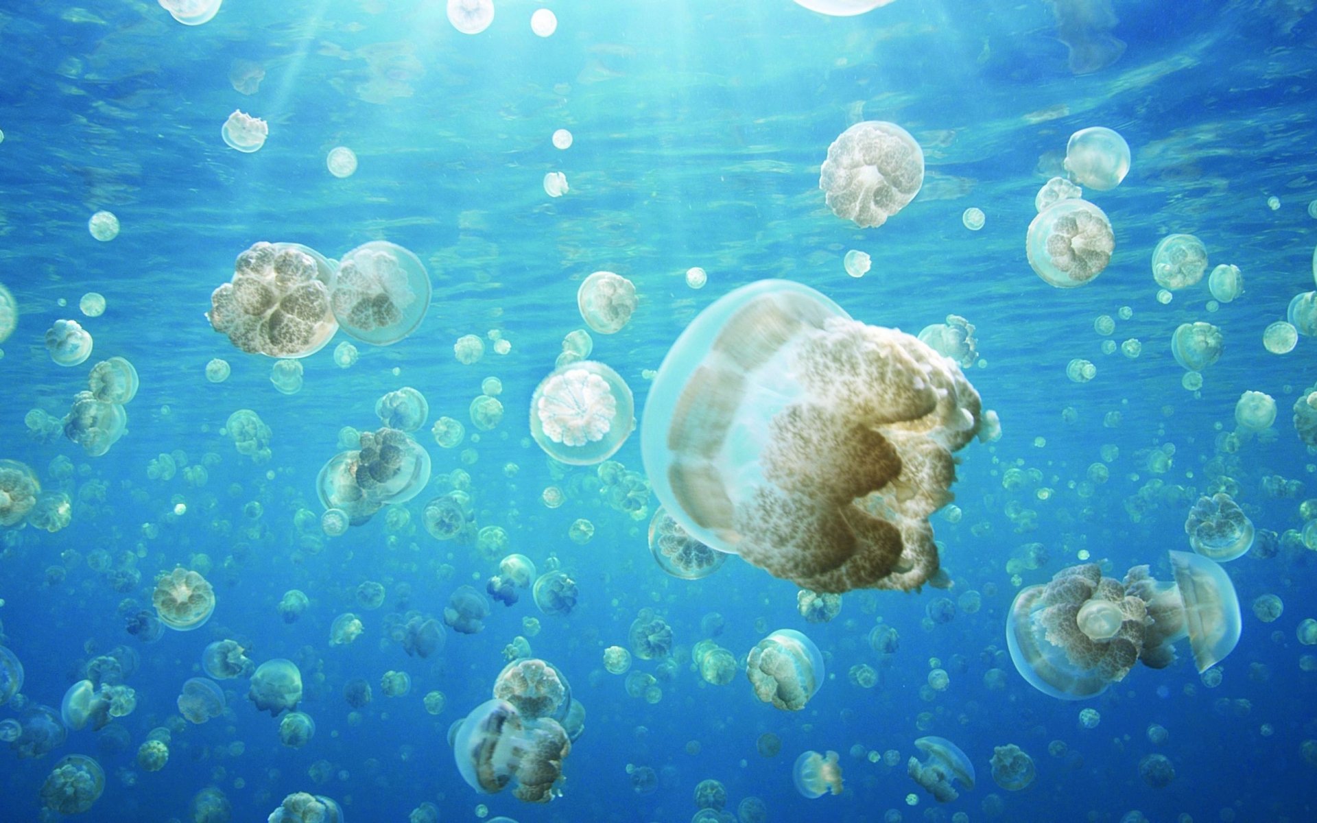 Медузы в океане