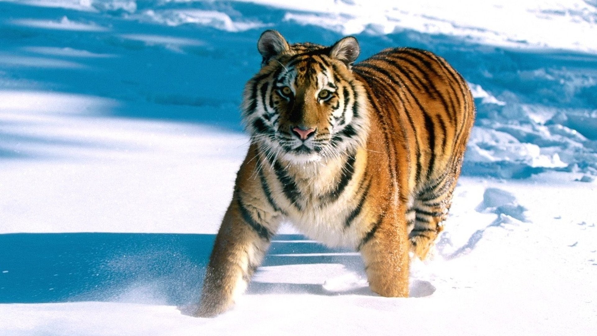 HD PC desktop wallpaper background: a tiger (animal) striding through deep snow toward the viewer, vivid orange-black stripes against a blue-white snowy landscape.