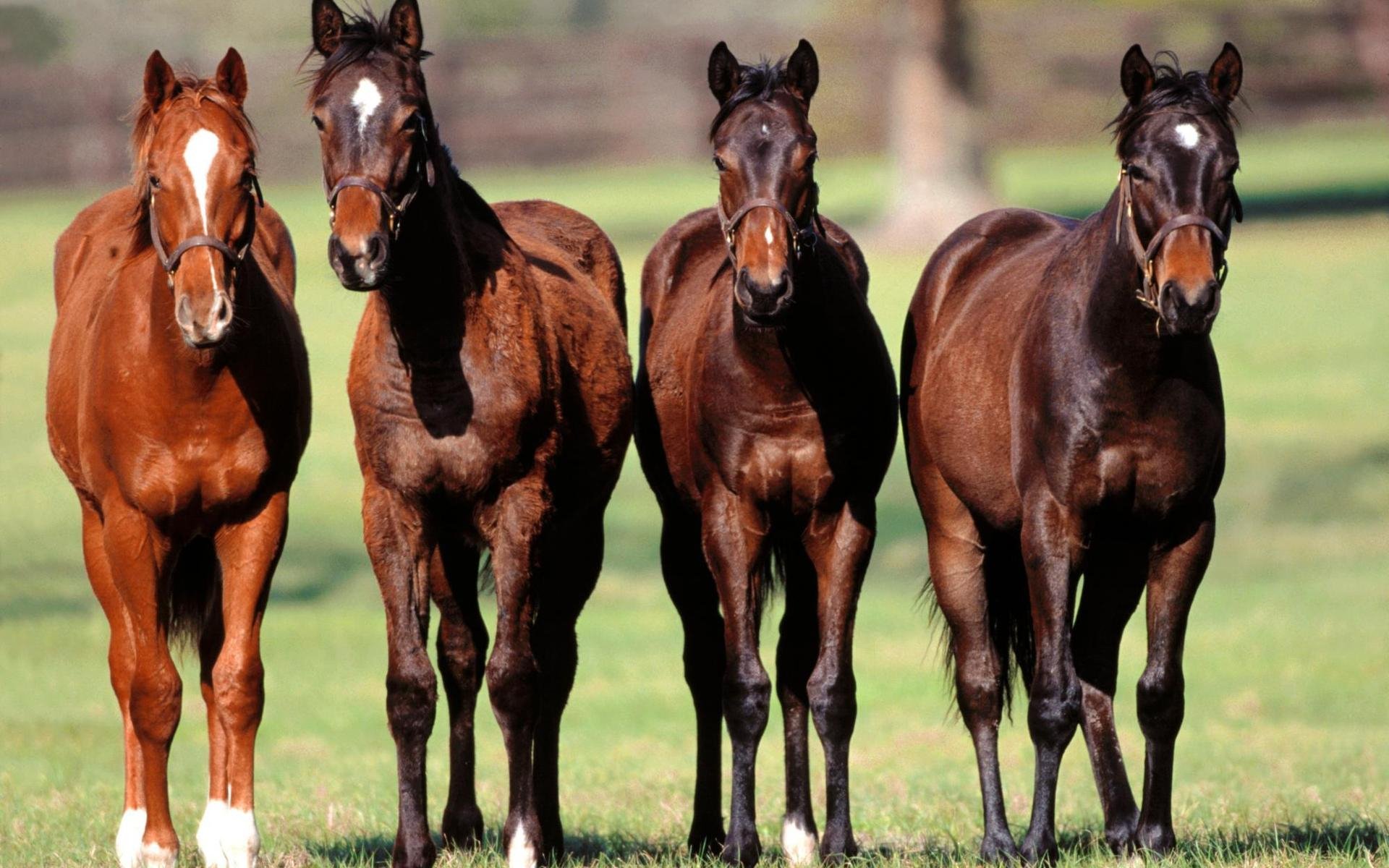 HD PC desktop wallpaper featuring four horses standing side by side on a grassy field with a blurred natural background.