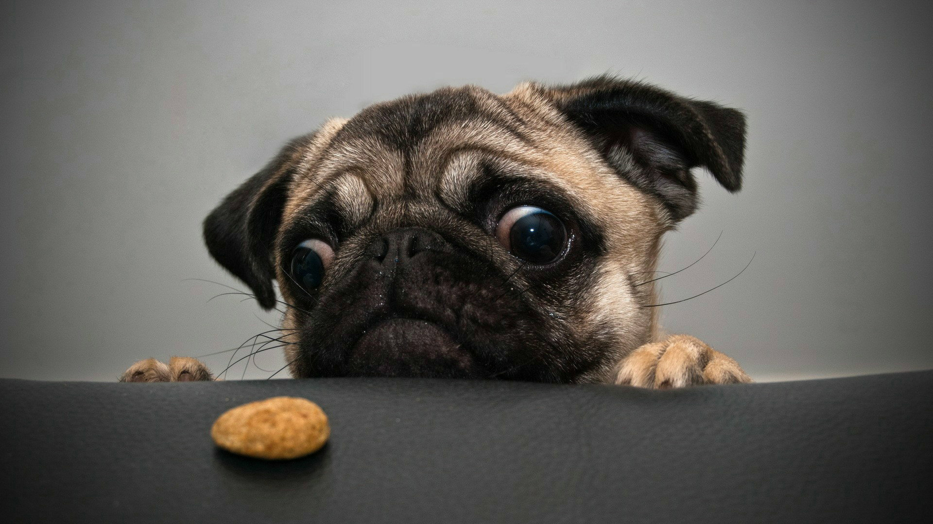 I Want That Cookie....