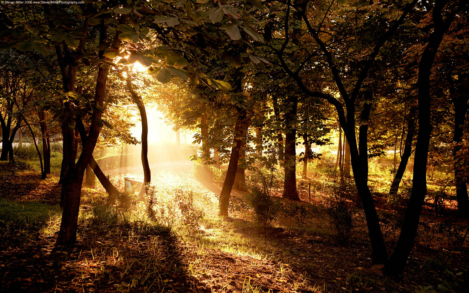 Quiet, ethereal forest scenery illuminated by golden sunlight filtering through the trees.