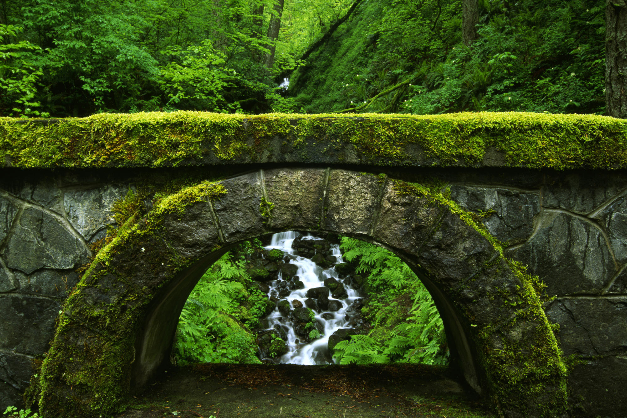 Enchanting moss-covered stone arch surrounded by a lush forest.
