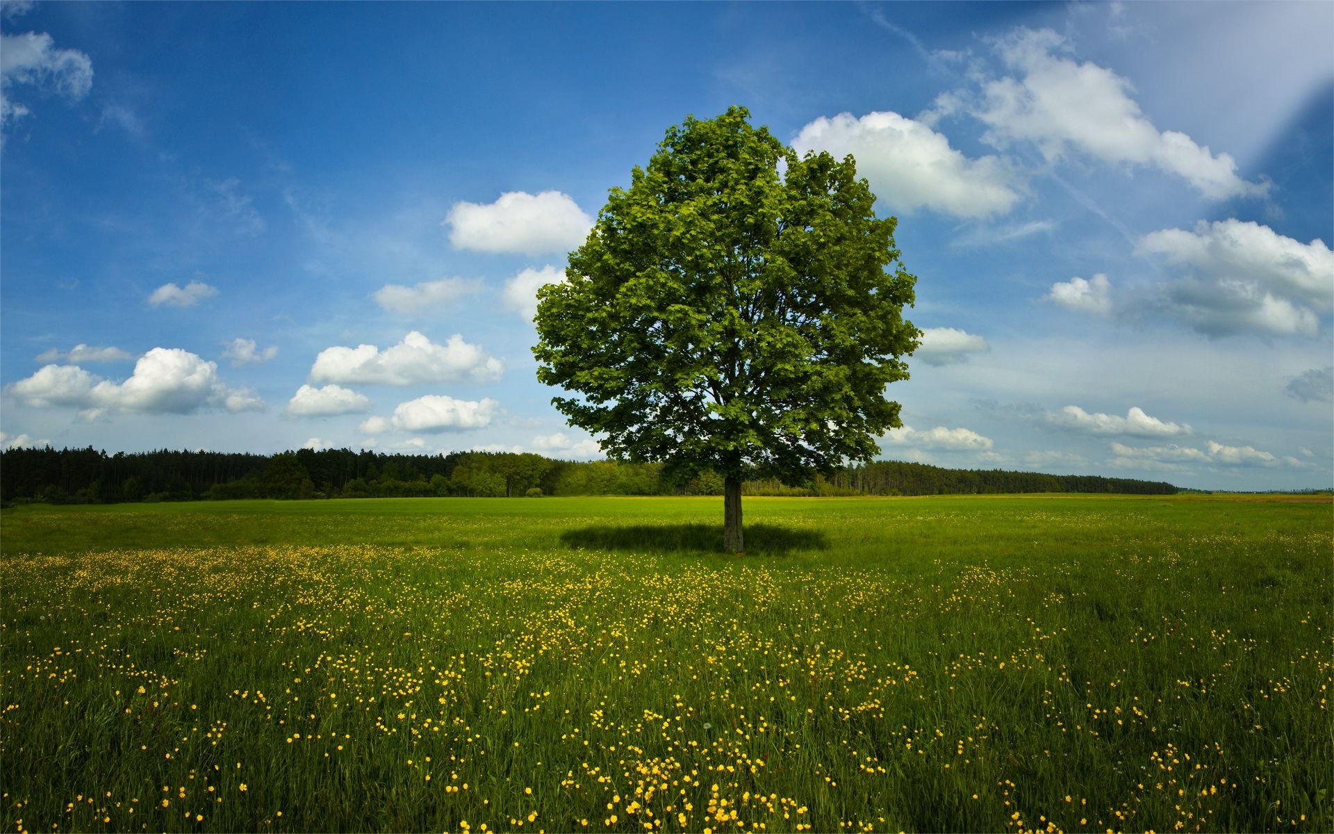 Natural tree. Природа деревья. Красивое дерево. Летний пейзаж. Дерево в поле.