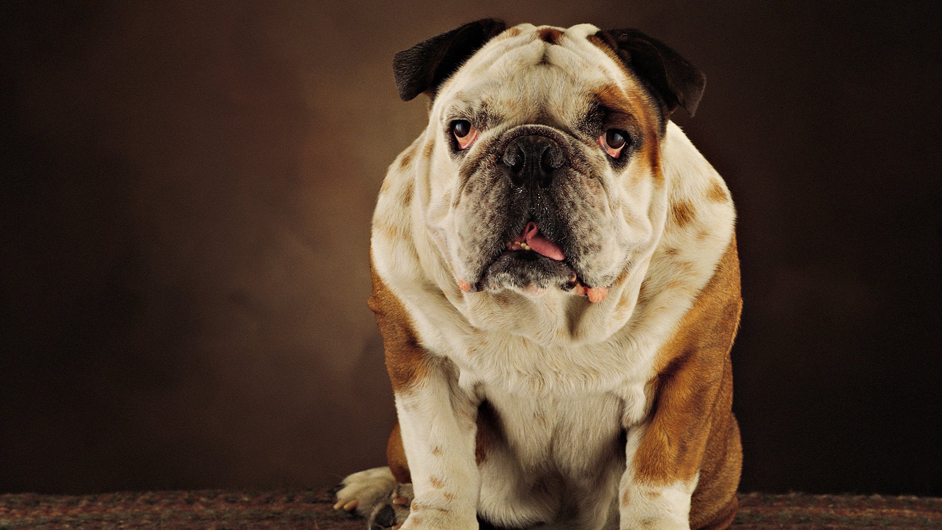 Download Animal Bulldog HD Wallpaper
