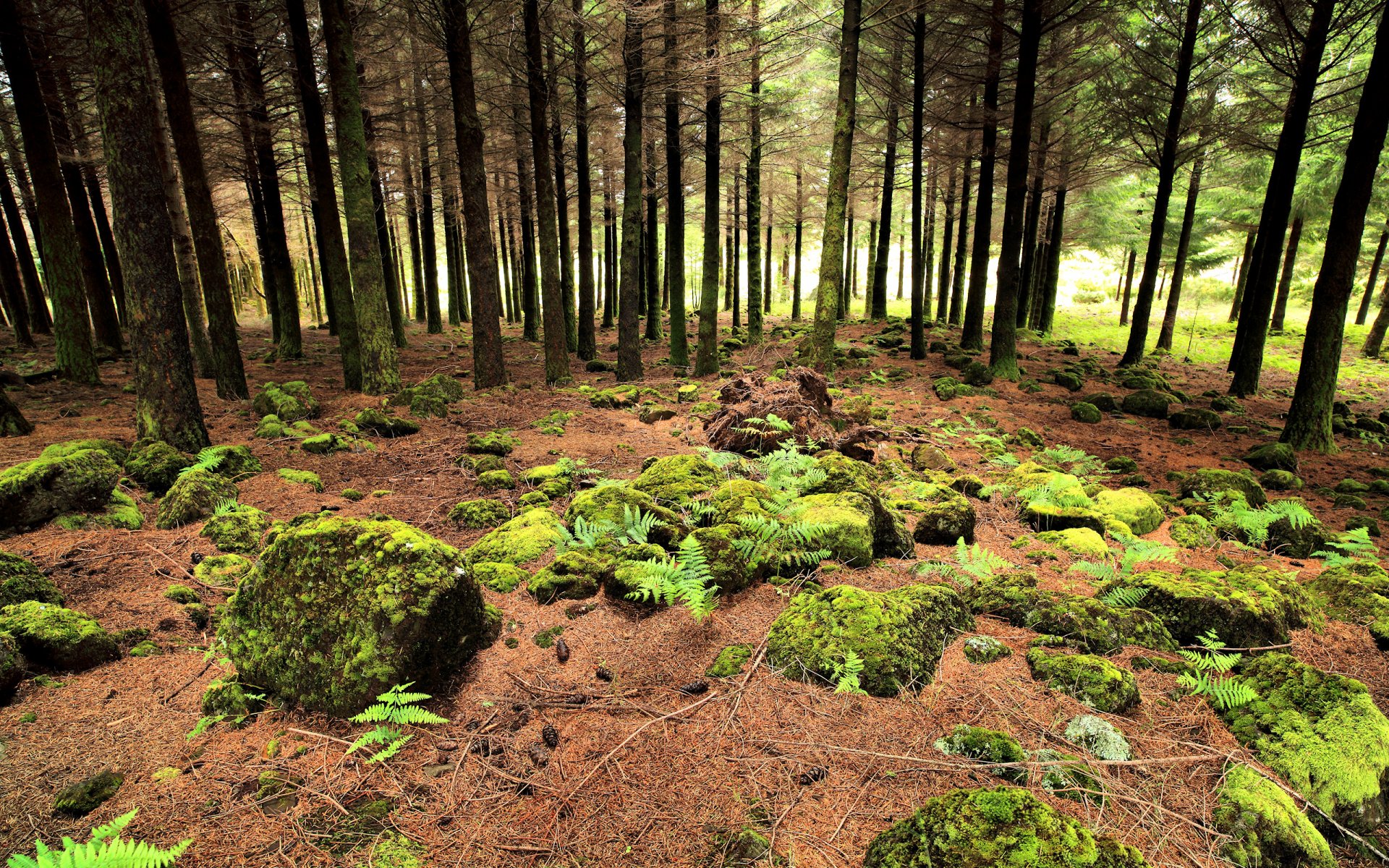 2K Quad HD PC desktop wallpaper and background: tranquil nature forest of tall pines, moss-covered rocks, ferns and sunlit, needle-strewn forest floor.