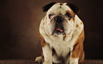 Bulldog HD Wallpaper | Background Image | 1920x1200 | ID:197485 ...