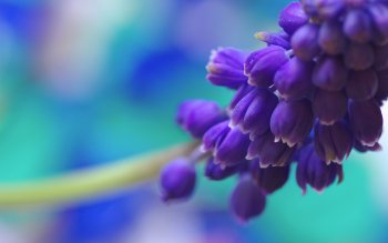 31 Hyacinth Hd Wallpapers Background Images Wallpaper Abyss Images, Photos, Reviews