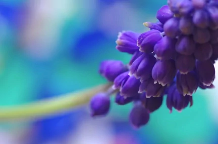 Close-up of vibrant purple grape hyacinth flowers against a soft, blurred blue-green background, captured in 4K Ultra HD for a stunning nature desktop wallpaper.
