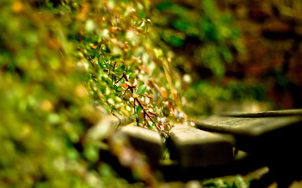 photography close-up HD Desktop Wallpaper | Background Image