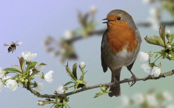Animal robin HD Desktop Wallpaper | Background Image