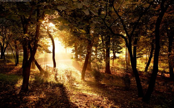 Terre/Nature Scénique Photographie Forêt Arbre Sunlight Country Soleil Fond d'écran HD | Image