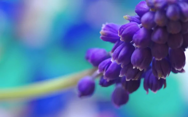Close-up of vibrant purple grape hyacinth flowers against a soft, blurred blue-green background, captured in 4K Ultra HD for a stunning nature desktop wallpaper.