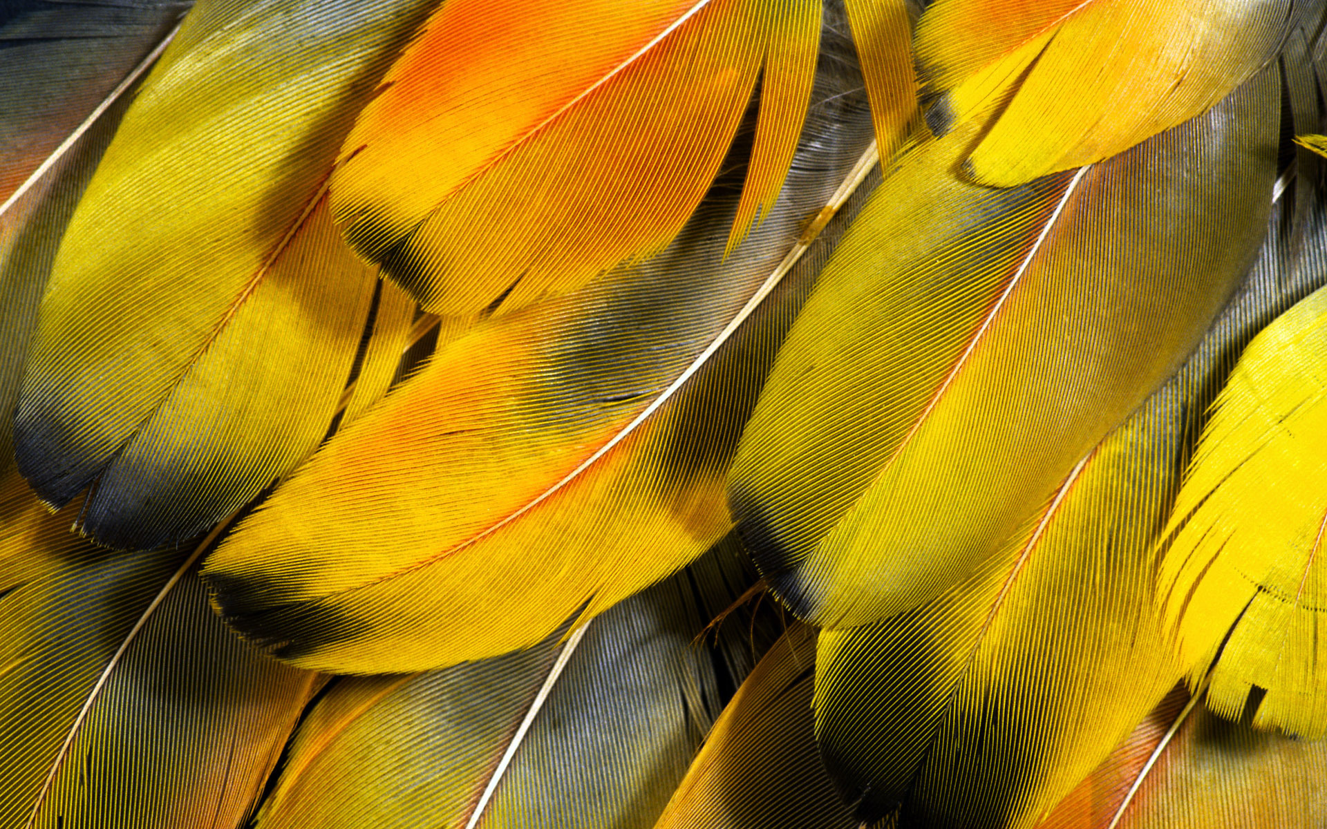 feather-full-hd-wallpaper-and-background-image-1920x1200-id-217327