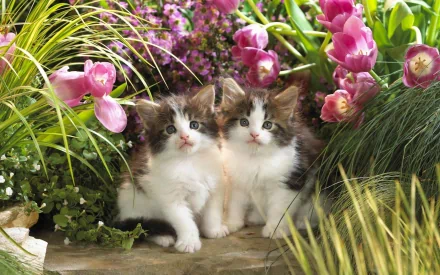 Two adorable kittens sit amidst vibrant pink flowers and lush greenery, creating a charming HD wallpaper for cat lovers and desktop backgrounds.