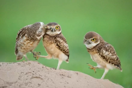 HD desktop wallpaper featuring three owls standing on a sandy surface against a blurred green background. One owl nuzzles another while the third looks on.