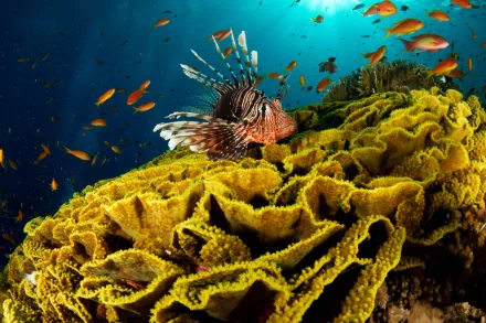 fish Animal lionfish HD Desktop Wallpaper | Background Image