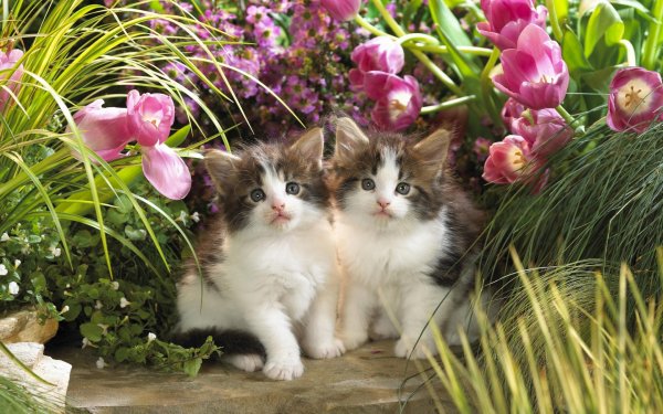 Animal Cat Cats Kitten HD Wallpaper | Background Image