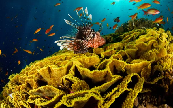 HD PC desktop wallpaper: a lionfish (marine fish/animal) hovering above golden coral with schools of orange fish in clear deep-blue water.