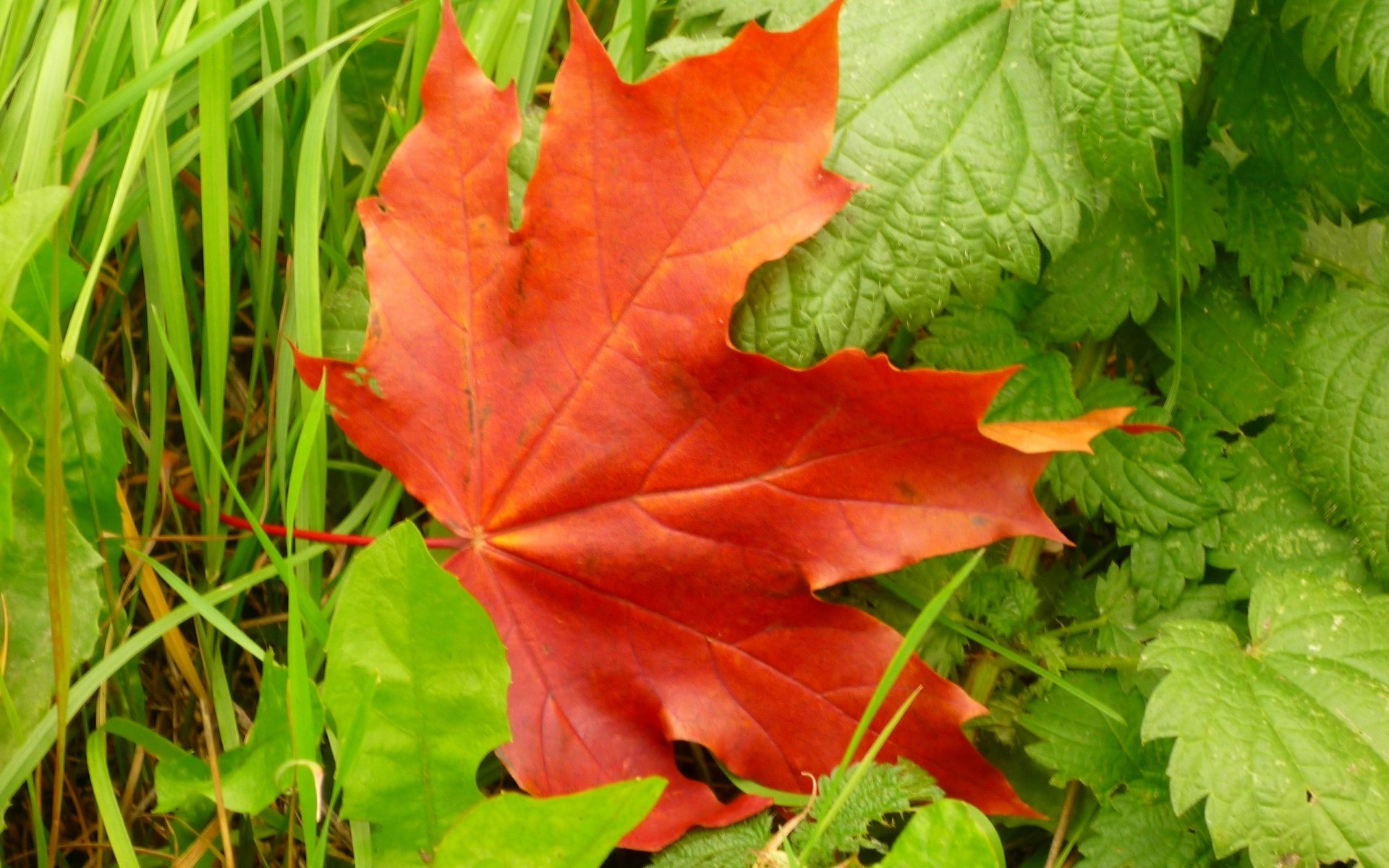 Download Nature Leaf HD Wallpaper