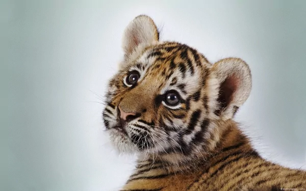 cub Animal tiger HD Desktop Wallpaper | Background Image
