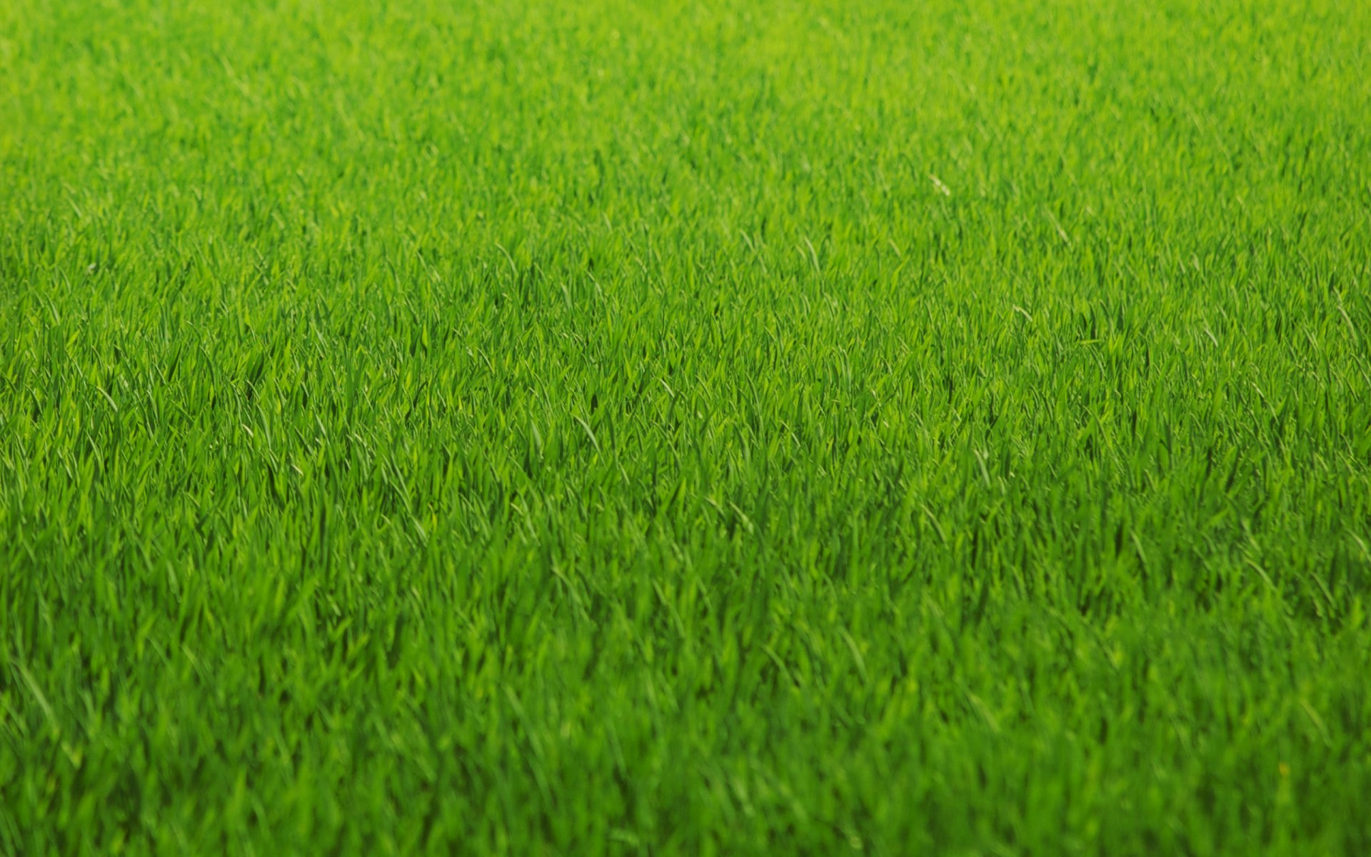 Download Nature Grass HD Wallpaper