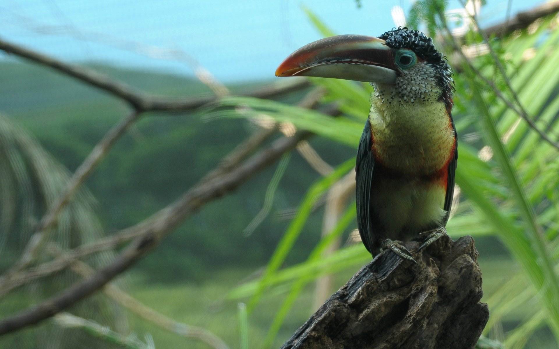 Download Animal Toucan HD Wallpaper