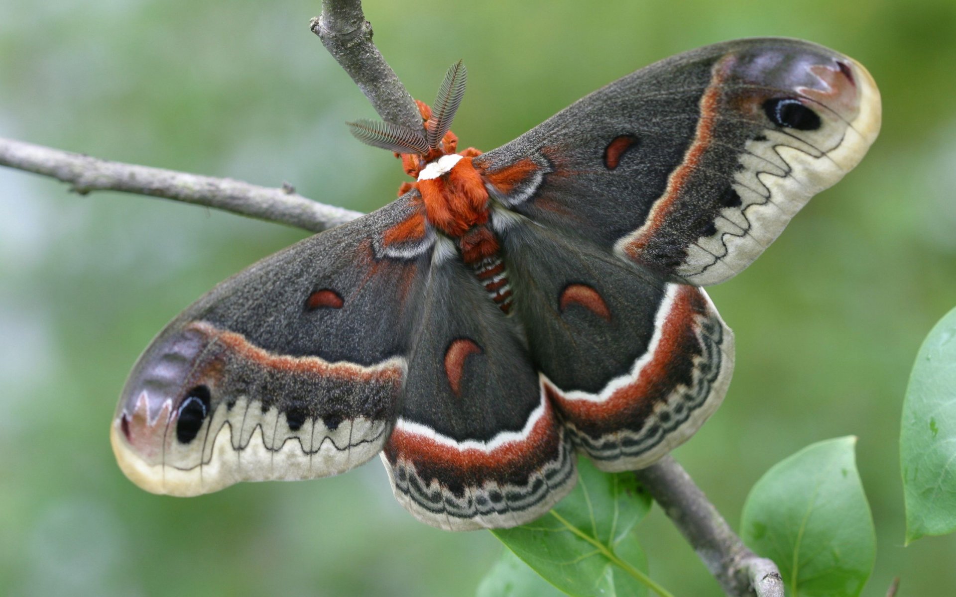 Close-up of a gray and orange butterfly perched on a twig, presented as a 2K Quad HD PC desktop wallpaper and background.
