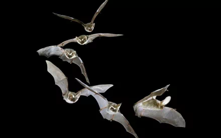 HD desktop wallpaper featuring a sequence of bats in flight on a black background.