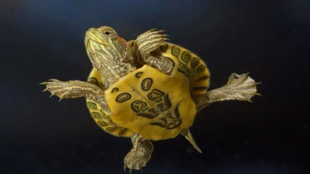 HD desktop wallpaper featuring a close-up of a turtle swimming against a dark, blurred background, highlighting its detailed shell and limbs.
