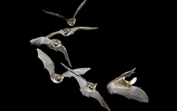 HD desktop wallpaper featuring a sequence of bats in flight on a black background.