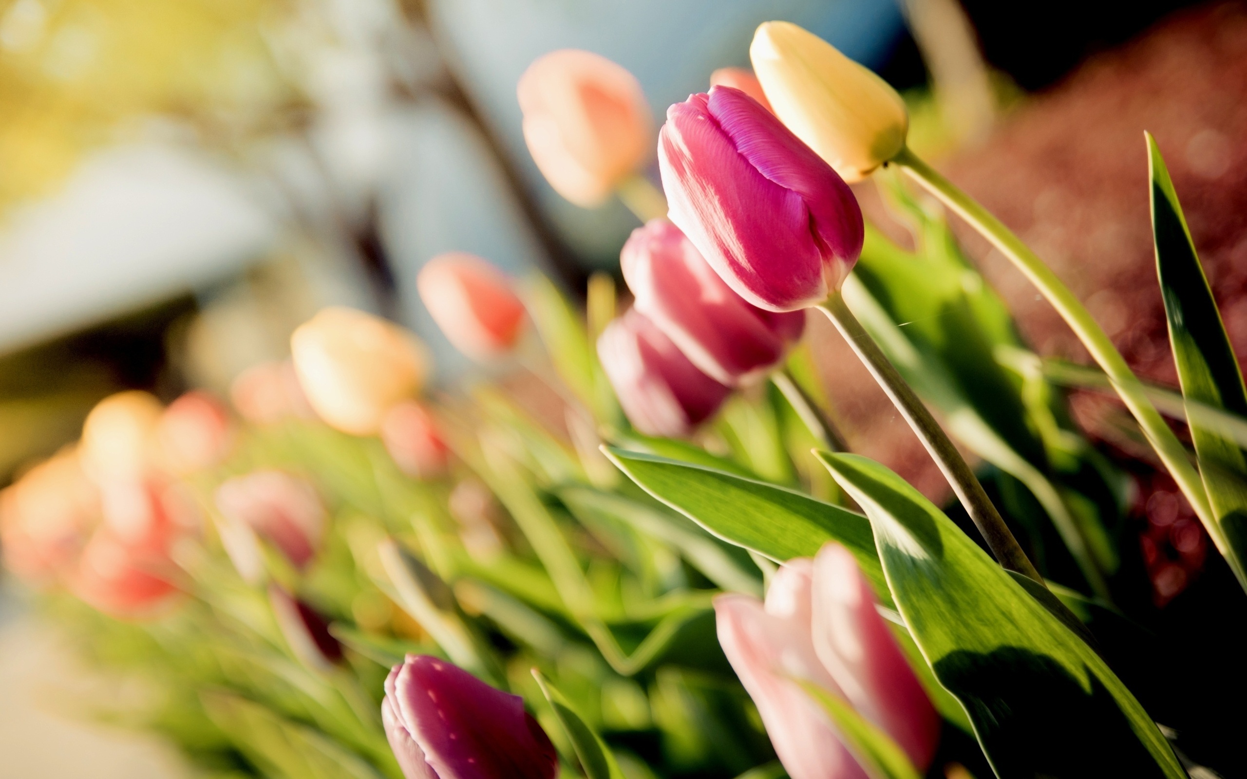 Làm mới màn hình của bạn với hình nền hoa tulip tuyệt đẹp, tạo cảm giác khác lạ, tươi mới và đem lại cho bạn sự thư giãn cần thiết.
