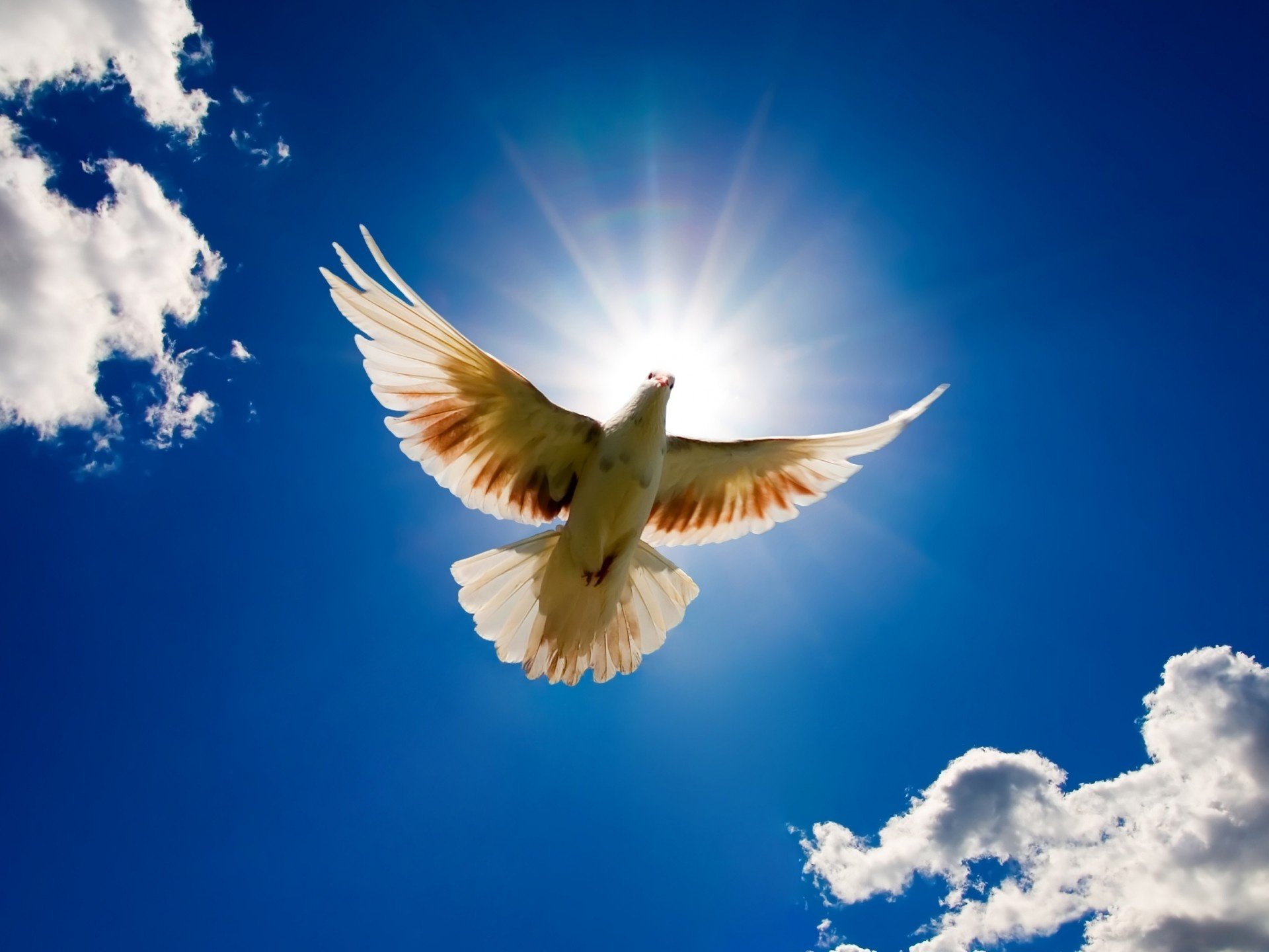 Peace Dove Soaring Through The Air Hd Duvar Kagidi Arka Plan 1920x1440